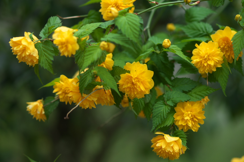 ヤエヤマブキ 八重山吹 の花 平山城址公園 八王子の点景