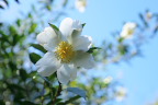 白いサザンカの花 2 - 平山城址公園