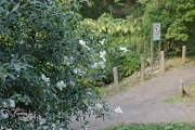石垣の上で白いサザンカ - 平山城址公園