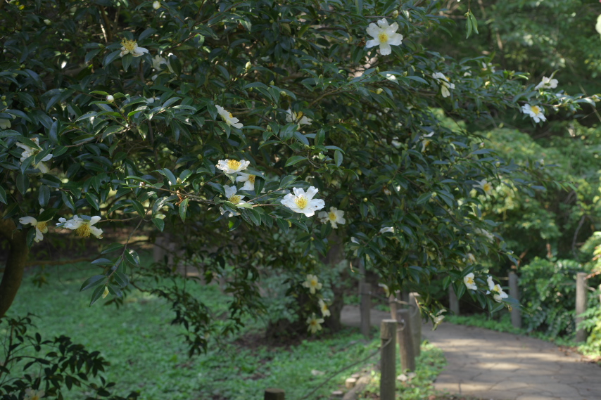 園路で咲くサザンカ - 平山城址公園