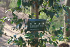 ヒサカキの樹木名板 - 平山城址公園