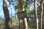 ヒサカキの樹木名板2 - 平山城址公園