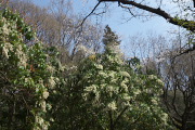 池のアセビと桜、辛夷 - 平山城址公園