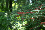 赤い実の夏のヤブデマリ - 平山城址公園