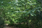 ヤブデマリが咲く池のあたり - 平山城址公園
