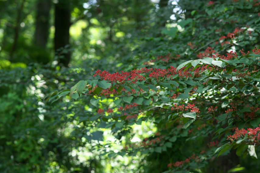 赤い実の夏のヤブデマリ - 平山城址公園
