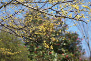 サンシュユと藪椿を斜面で - 平山城址公園