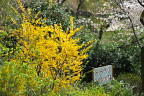 連翹と山桜と藪椿 - 平山城址公園