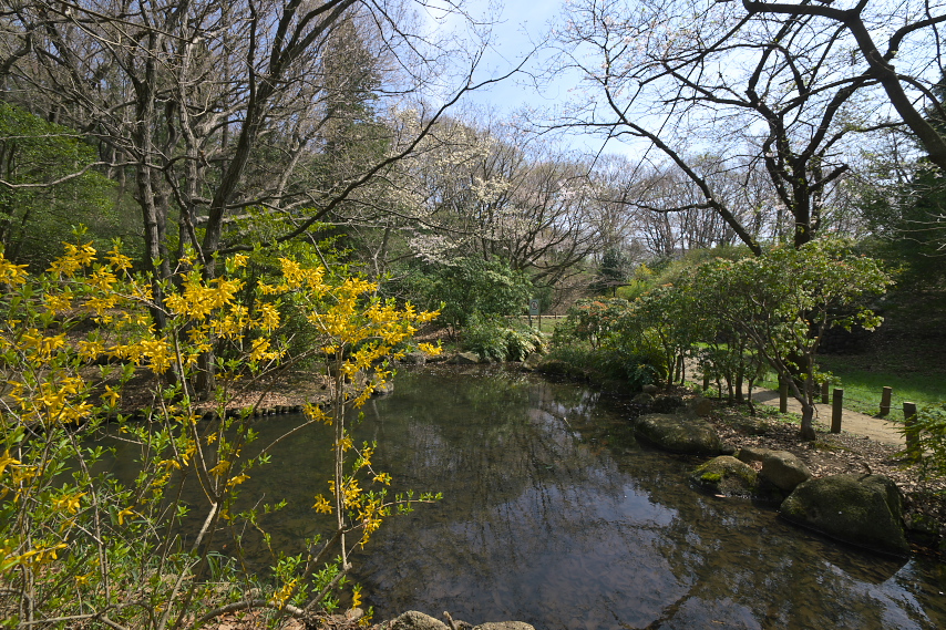 レンギョウが咲く池 - 平山城址公園