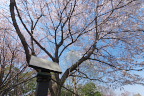 記念樹の桜(染井吉野) - 長池公園