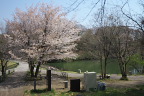 姿池の近くの山桜 - 長池公園