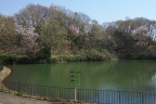 サクラ(桜)が咲く姿池 - 長池公園