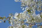 大島桜の花 - 長池公園