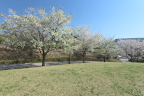 やまざとひろばの大島桜 - 長池公園