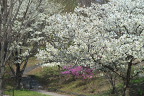 大島桜と三葉躑躅 - 長池公園