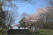 桜が咲く芝生広場南側 - 長池公園