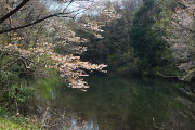 山桜が咲く春の長池 - 長池公園