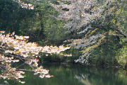 長池の山桜 - 長池公園