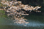 長池の山桜 2 - 長池公園