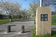 大島桜が咲いた尾根幹線口 - 長池公園