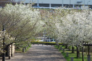 大島桜の並木 - 長池公園
