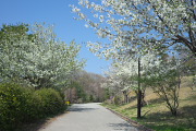 大島桜が咲く園路 - 長池公園