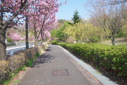 陽光の桜並木 - 長池公園