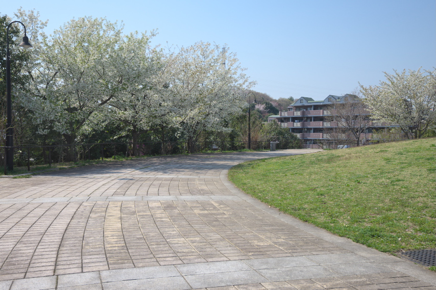 やまざとひろば外周の大島桜 - 長池公園