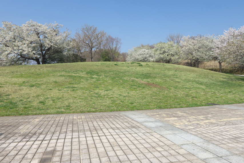 大島桜が咲く「やまざとひろば」 - 長池公園