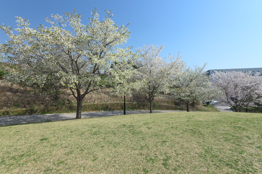 やまざとひろばの大島桜 - 長池公園