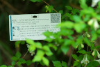 ツクバネウツギの樹名板 - 長池公園