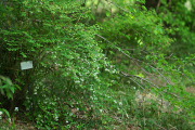 ツクバネウツギ 3 - 長池公園