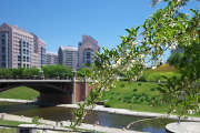 エゴノキと姿池、見附橋 - 長池公園