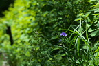 紫露草 2 - 長池公園