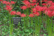 「ヒガンバナ」の植物名板 - 長池公園