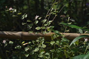 竹林のコウヤボウキ - 長池公園