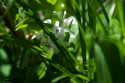 シラン(白花) - 長池自然館