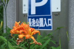 駐車場入り口のヤブカンゾウ - 長池公園