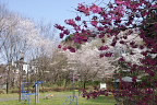 桜が咲いたお祭広場 - 蓮生寺公園