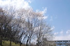 高い所で花をつける山桜 - 蓮生寺公園