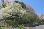 大島桜が咲いた東口 - 蓮生寺公園
