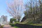 北口の山桜2 - 蓮生寺公園