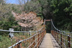 山桜が咲く「さえずり橋」(吊り橋) - 蓮生寺公園