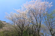 お祭り広場の山桜(2014) - 蓮生寺公園