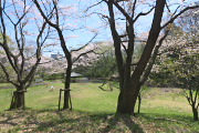 桜が咲くお祭り広場2(2014) - 蓮生寺公園