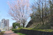 北口の山桜2 - 蓮生寺公園