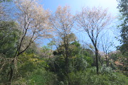 水辺の広場の山桜 - 蓮生寺公園
