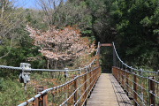 山桜が咲く「さえずり橋」(吊り橋) - 蓮生寺公園