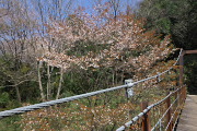吊り橋の山桜 - 蓮生寺公園