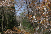 吊り橋の上で山桜 - 蓮生寺公園